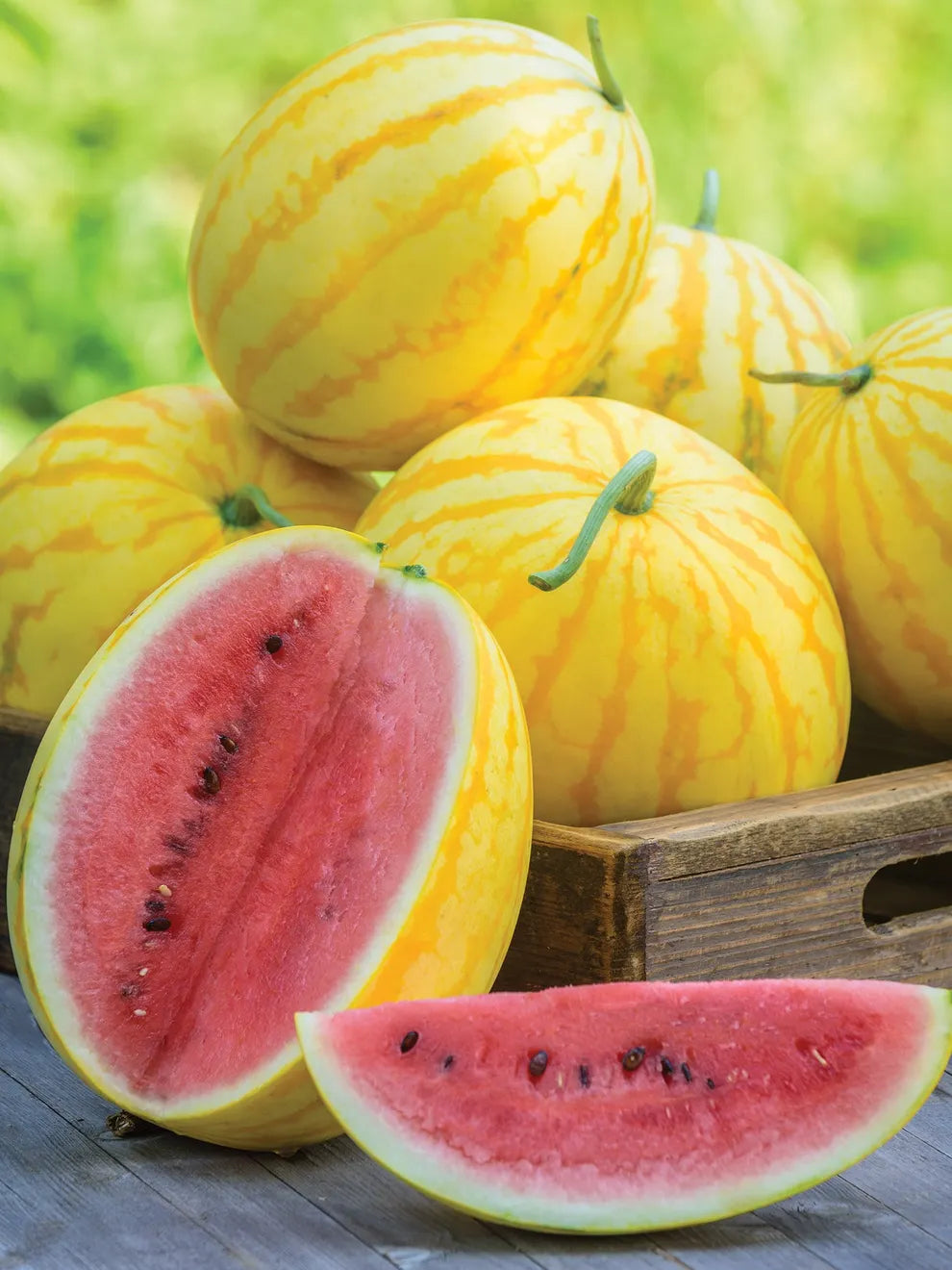 Watermelon, Red in Gold Hybrid, Golden Watermelons