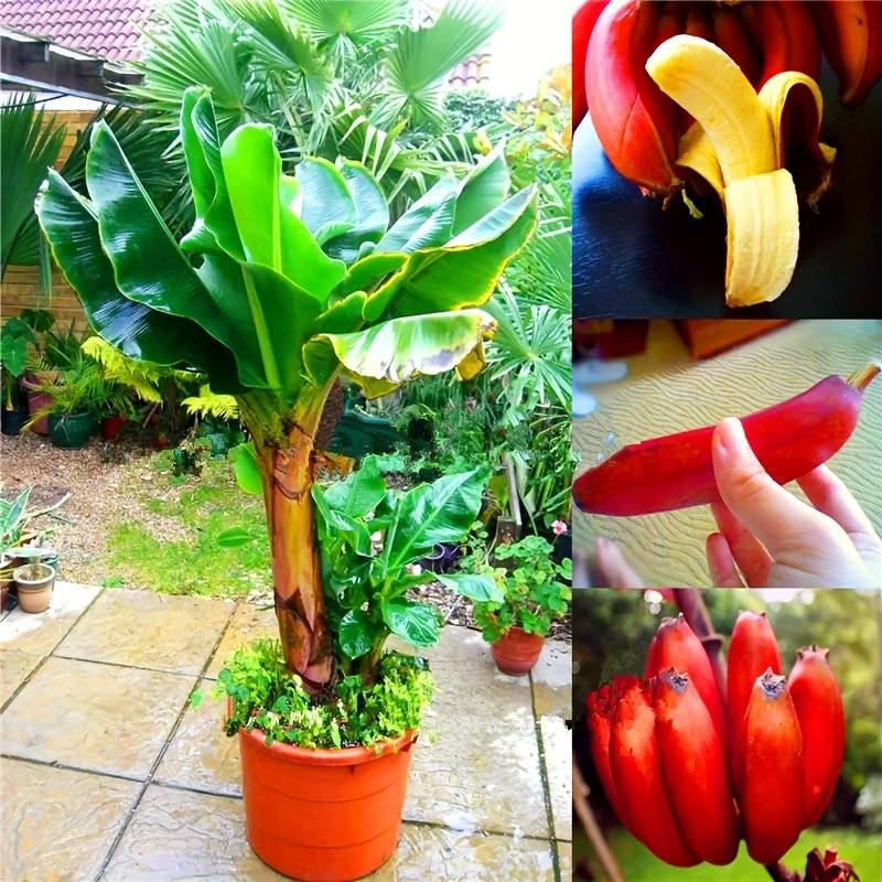 🔥Last Day Sale - 60% OFF 🍌Rare Fruit Seeds for Planting 100 Banana Tree Seeds for Planting