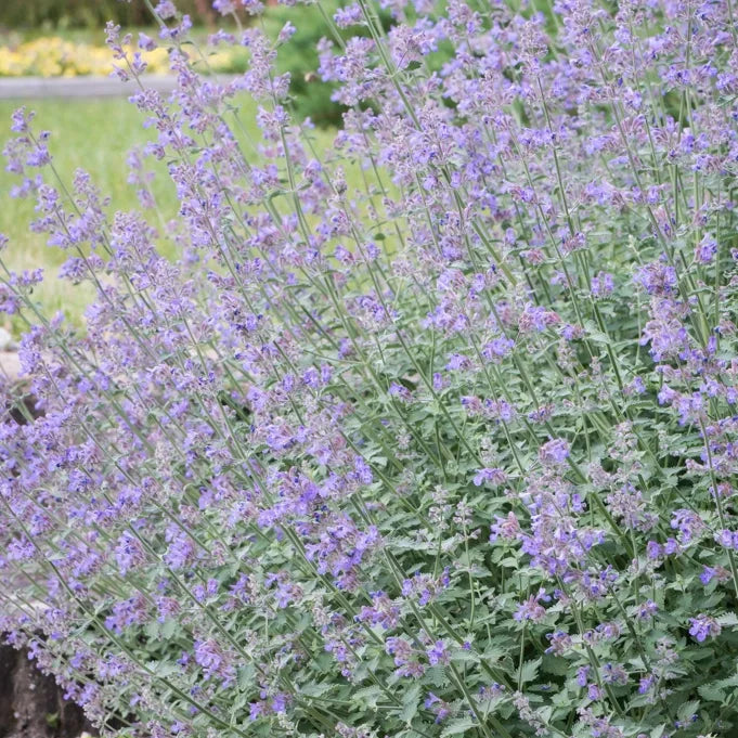 😍Last Day Sale - 60% OFF✨Catnip Seeds