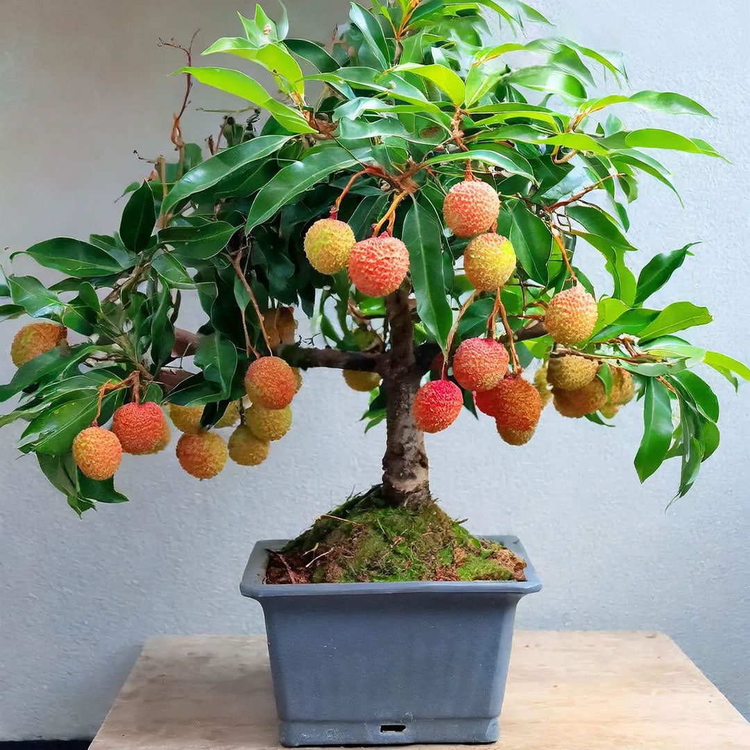 Fragrant Lychee Seeds