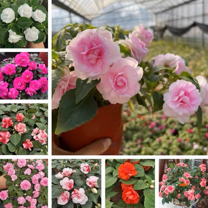 Mixed Color Double Flower Impatiens Seeds