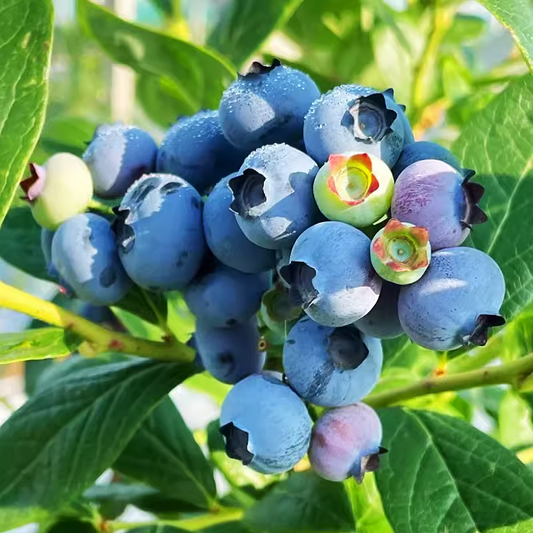 🫐King of Berries🫐 - 🔥Giant Blueberry Fruit Seeds🔥 - Four Seasons Plants