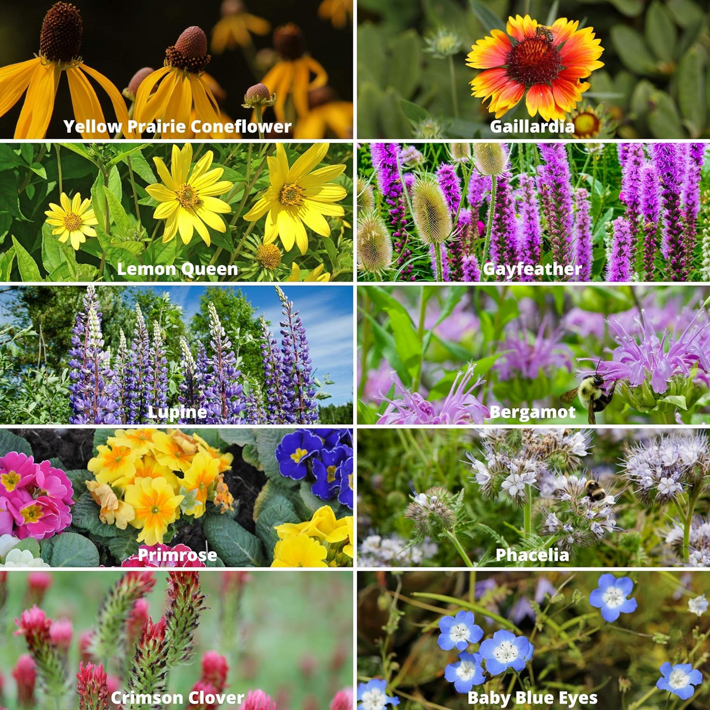 🐝Save Bees Wildflower Seed Series - Pure Non-GMO Flower Seeds