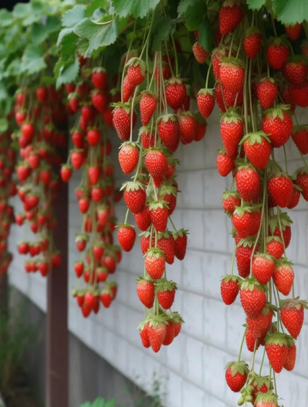 🍓Cream Giant Strawberry Seeds -- Various shapes & Natural juices🥤-Clearance sale