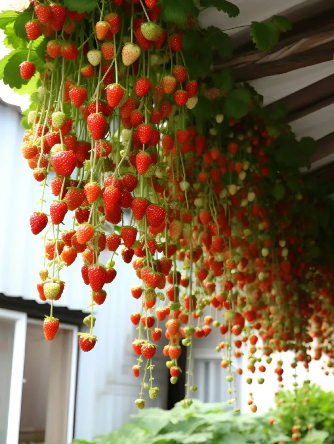 🍓Cream Giant Strawberry Seeds -- Various shapes & Natural juices🥤-Clearance sale