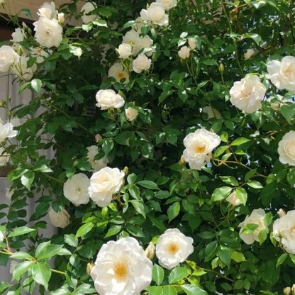 🌹CLIMBING ROSE - LUCK RISING