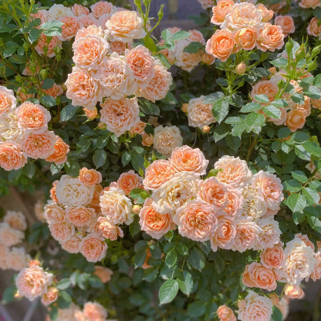 🌹CLIMBING ROSE - LUCK RISING