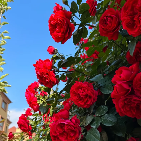 🌹CLIMBING ROSE - LUCK RISING