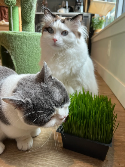 🔥Limited Time Special Offer 😻Soilless Cat Grass Seeds+Hydroponic Box