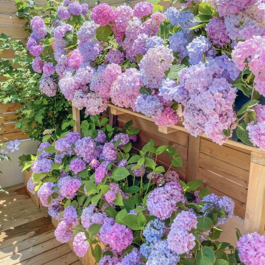 🌼Perennial Hydrangea Seeds