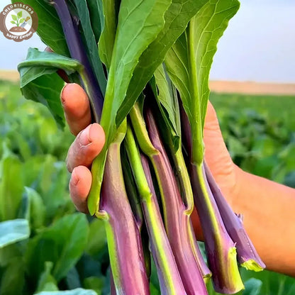 🌱🌱Sweetheart Red Kale Seeds, Red-Stem Kale Seeds