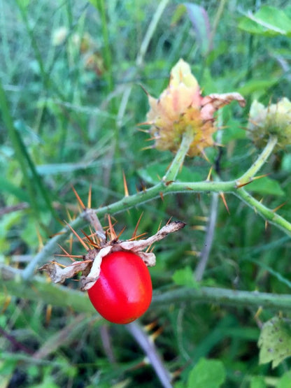 Litchi Tomato AKA Morelle de Balbis Seeds (Certified Organic)