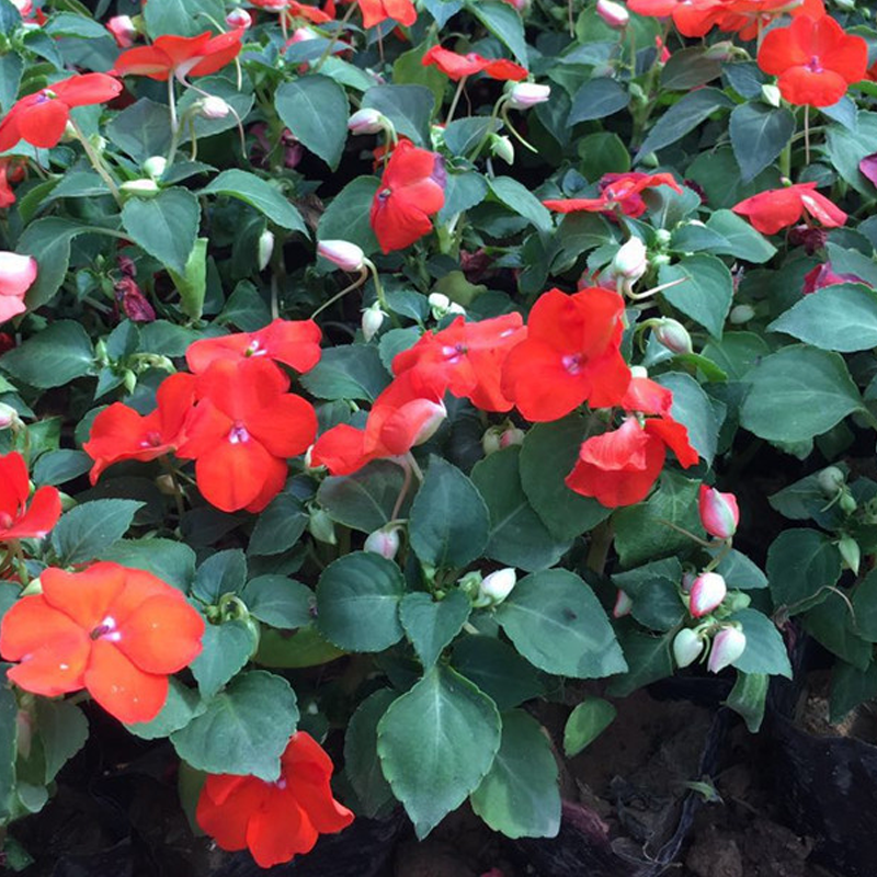 Best Flower For Shade: Mixed Impatiens Seeds