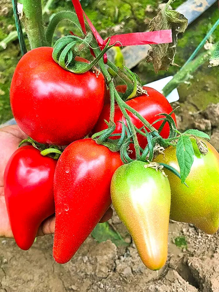 🌈Last Day Sale - 60% OFF🍅Mango Honey Tomato Seeds