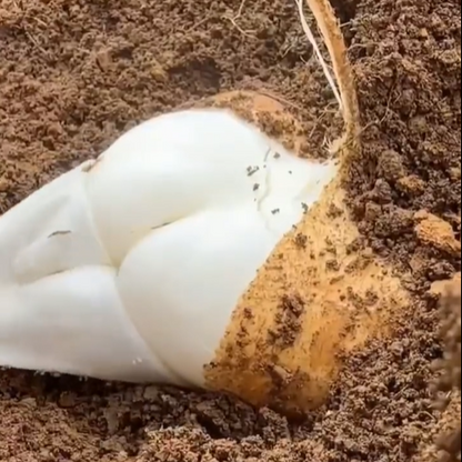 Jicama Pachyrhizus Erosus Seeds