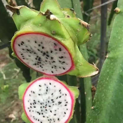 Multi-colored Dragon Fruit Seeds