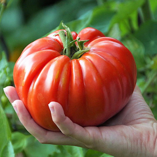 Giant Delicious Tomato / Up to 2kg (20 Seeds a Pack)