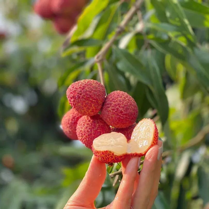 🔥Last Day Sale - 60% OFF🌿Seedless Lychee Seeds