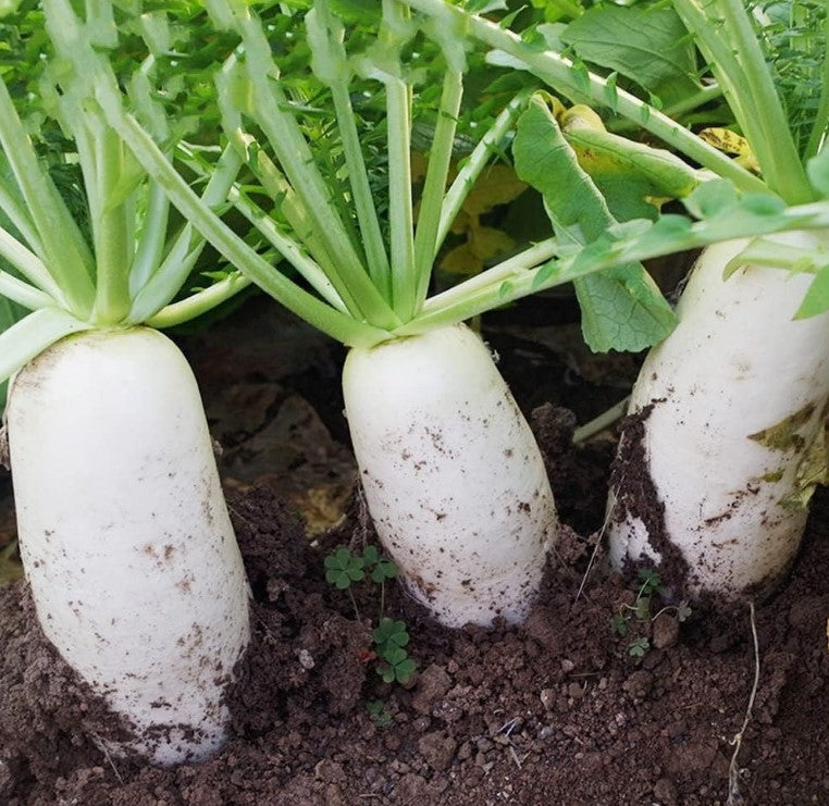 💎White Icicle Radish,Easy to grow, high yield:  the new star of the family garden! 🥕