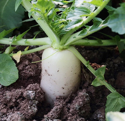 💎White Icicle Radish,Easy to grow, high yield:  the new star of the family garden! 🥕