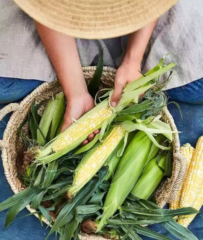 🌽Peach & Cream Sweet Corn Seeds, Non-GMO, Open-Pollinated, the Natural Sweet Choice! ✨