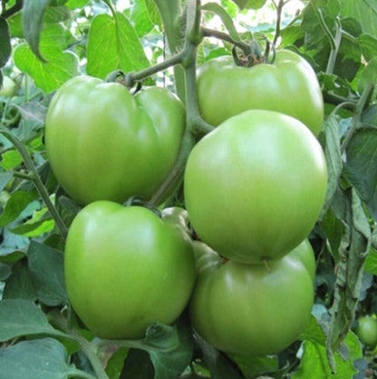 🍅Giant Beef Tomato Seeds-Up-To-2Kg✨