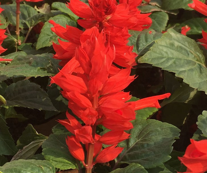 🌹Planting Fuchsia Seeds on Your Balcony ，Splash of Color to Your Life ✨