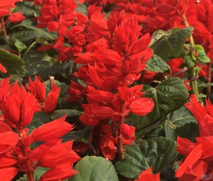 🌹Planting Fuchsia Seeds on Your Balcony ，Splash of Color to Your Life ✨