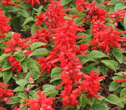 🌹Planting Fuchsia Seeds on Your Balcony ，Splash of Color to Your Life ✨