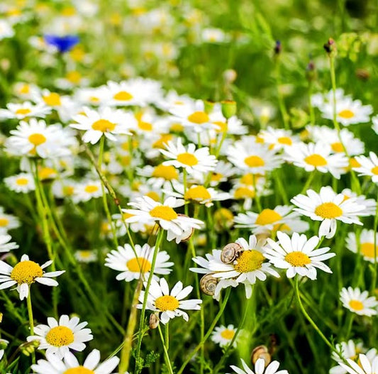 EVERLASTING STRAWFLOWER VINTAGE WHITE