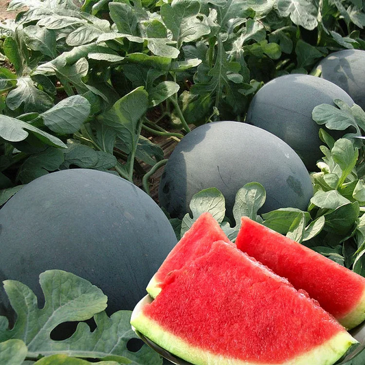 🍉Indulge in Sweetness: Black Diamond Watermelon Seeds, Seedless Bliss✨