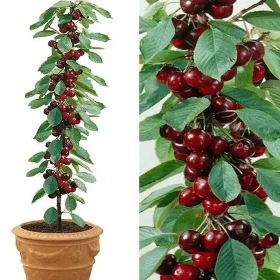 🌱Last Day 50% OFF- 🍒High-Qailty Rainier Cherry Fruit Seeds