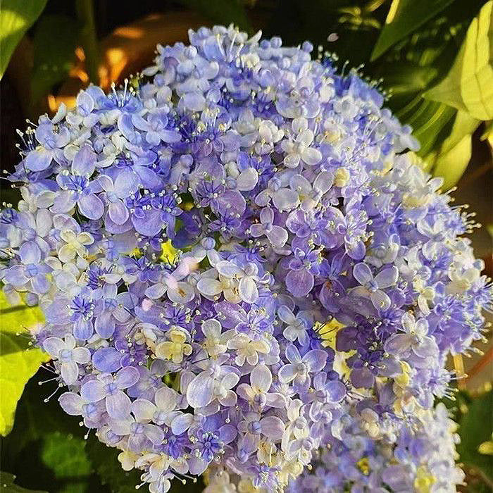 🌼Perennial Hydrangea Seeds