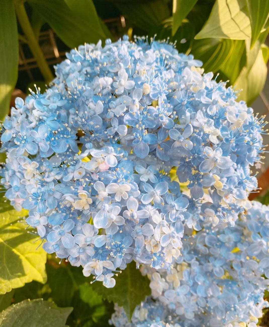 🌼Perennial Hydrangea Seeds