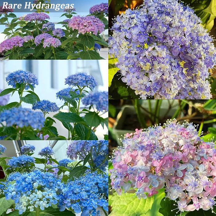 🌼Perennial Hydrangea Seeds