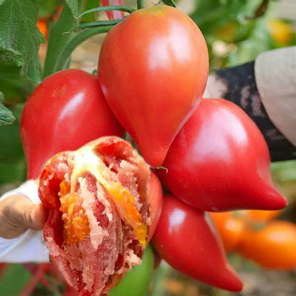 🌈Last Day Sale - 60% OFF🍅Mango Honey Tomato Seeds