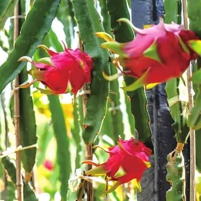 Multi-colored Dragon Fruit Seeds