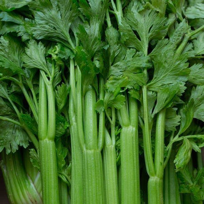 Celery Tango Organic