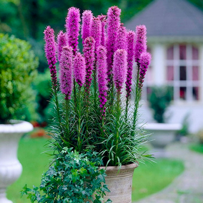 Gayfeather / Blazing Star Seeds - Liatris Seeds