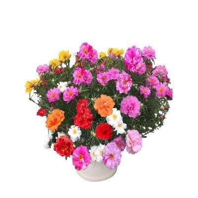 🌺Last Day Sale - 60% OFF💐10000 Pcs Muti-color Portulaca Flower Seeds