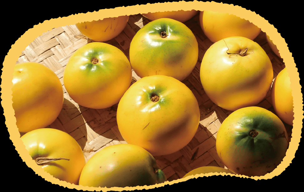 Golden Fruit Seeds-Abiu Fruit-Pouteria Caimito