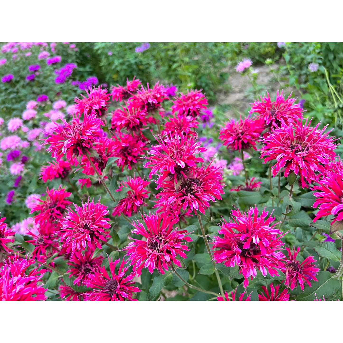 Bee Balm - Wild Bergamot Seeds