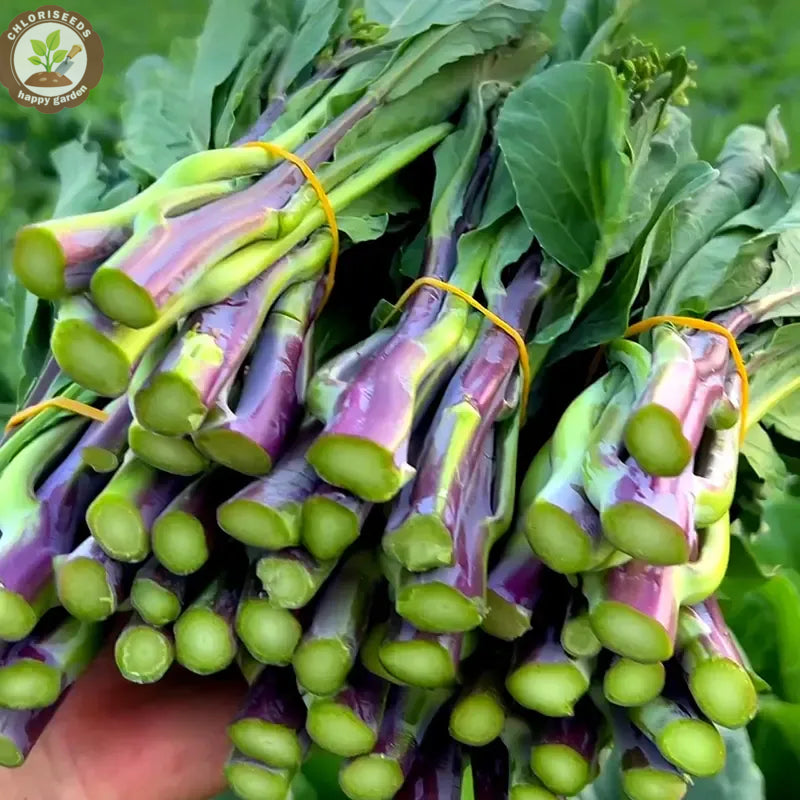 🌱🌱Sweetheart Red Kale Seeds, Red-Stem Kale Seeds