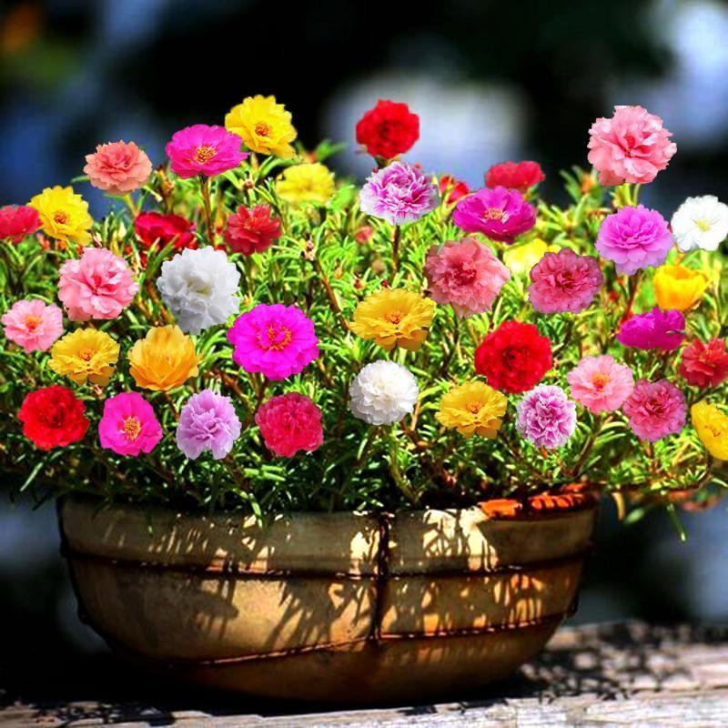 🌺Last Day Sale - 60% OFF💐10000 Pcs Muti-color Portulaca Flower Seeds