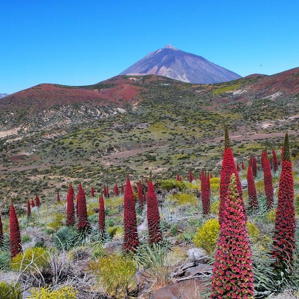 TOWER OF JEWELS Red Bugloss Echium Wildpretii Ruby Hummingbird Flower Seeds *Flat Shipping