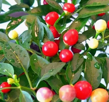 🌈Rainbow Peppers