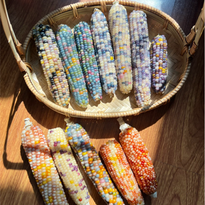 Decorative Corn Gem corn  Seeds