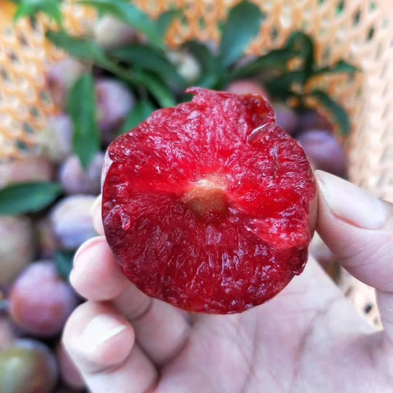 Blood Plum Sanhua Plum Seeds