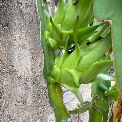 Multi-colored Dragon Fruit Seeds