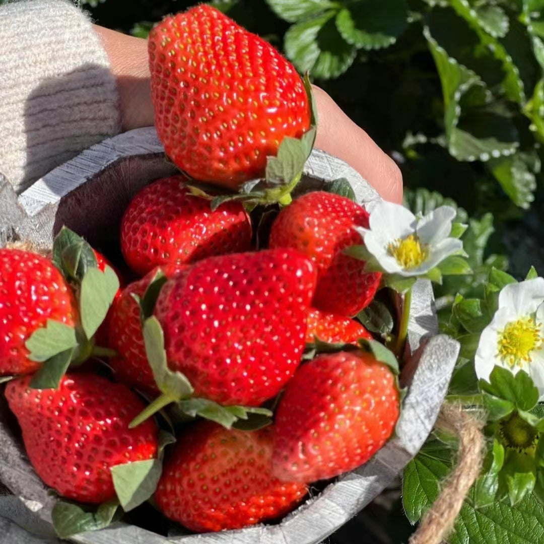 🍓Cream Strawberry Seeds🎉